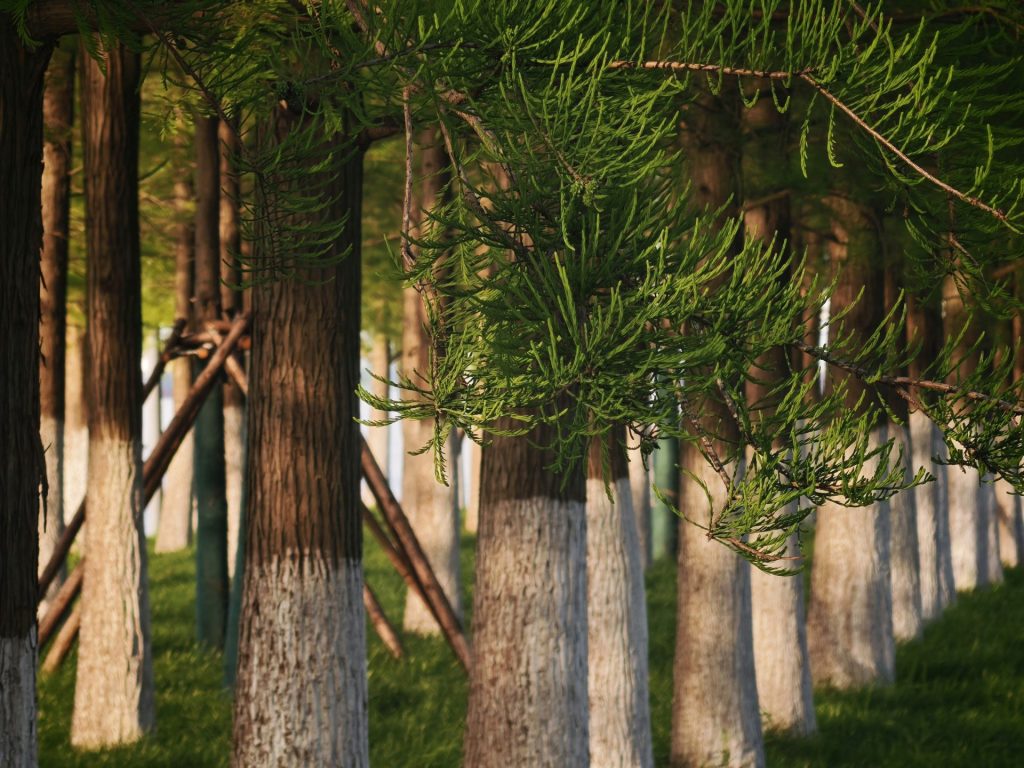 Green trees with white-painted trunks line a grassy slope.