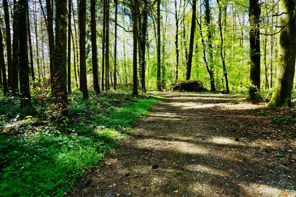 green grass and brown trees during daytime